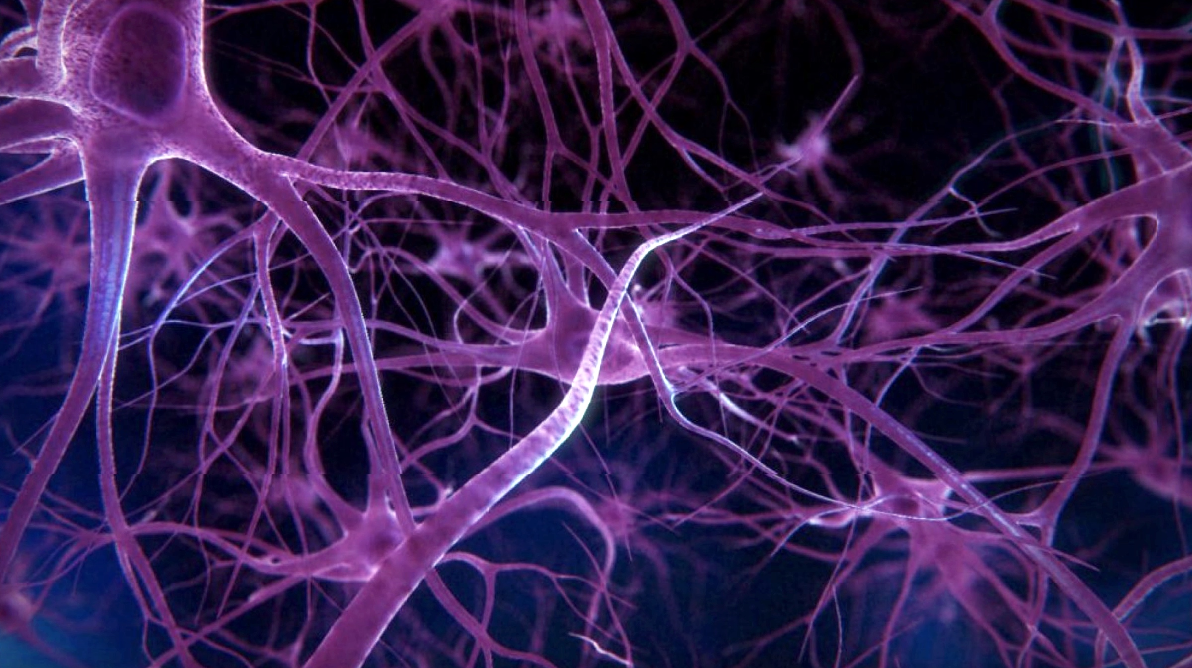 neurons